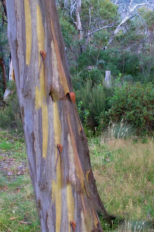 Sheila Cold Hardy Eucalyptus Tree (Eucalyptus Stellulata) - 3 Gallon Pot - Image 5