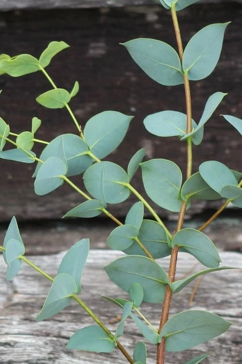 Sheila Cold Hardy Eucalyptus Tree (Eucalyptus Stellulata) - 3 Gallon Pot - Image 11