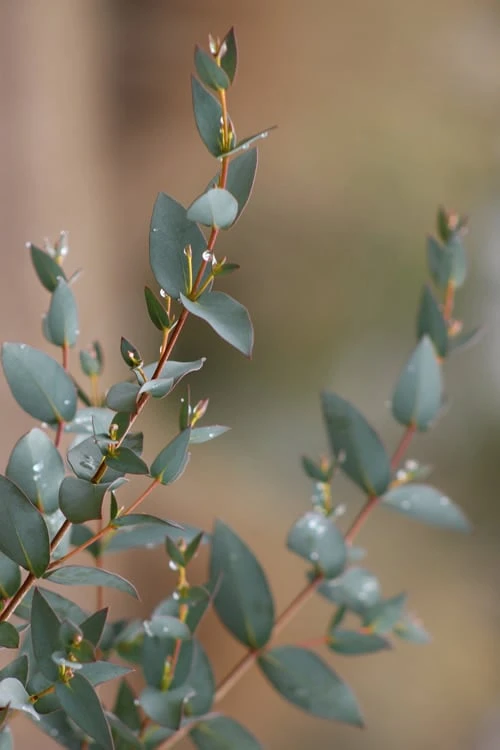 Sheila Cold Hardy Eucalyptus Tree (Eucalyptus Stellulata) - Quart Pot - Image 12