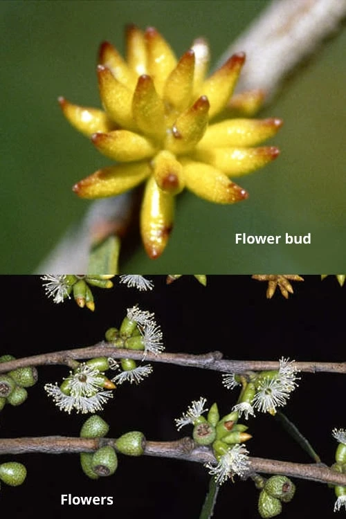 Skinny Minny Hardy Eucalyptus Tree (Eucalyptus Moorei) - Quart Pot - Image 3