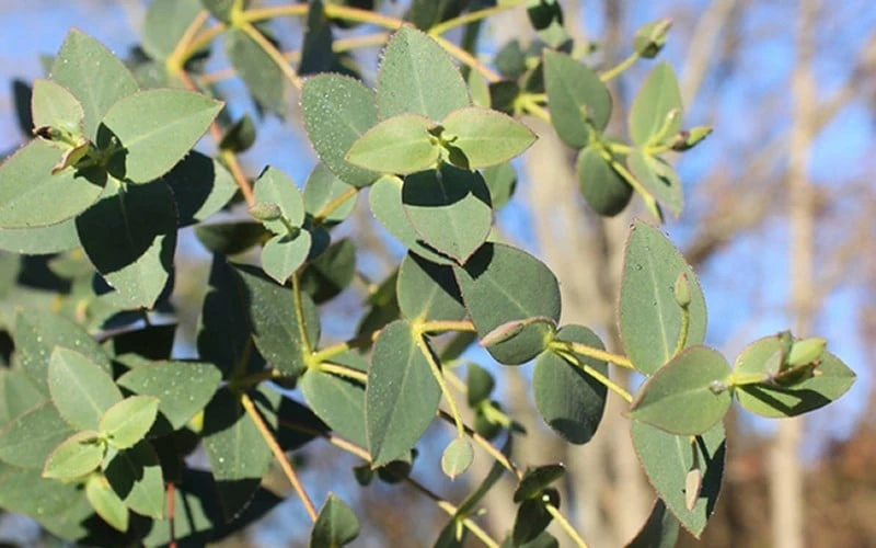 Cab Sav Cold Hardy Eucalyptus Tree (Eucalyptus Rubida) - 2 Gallon Pot - Image 4