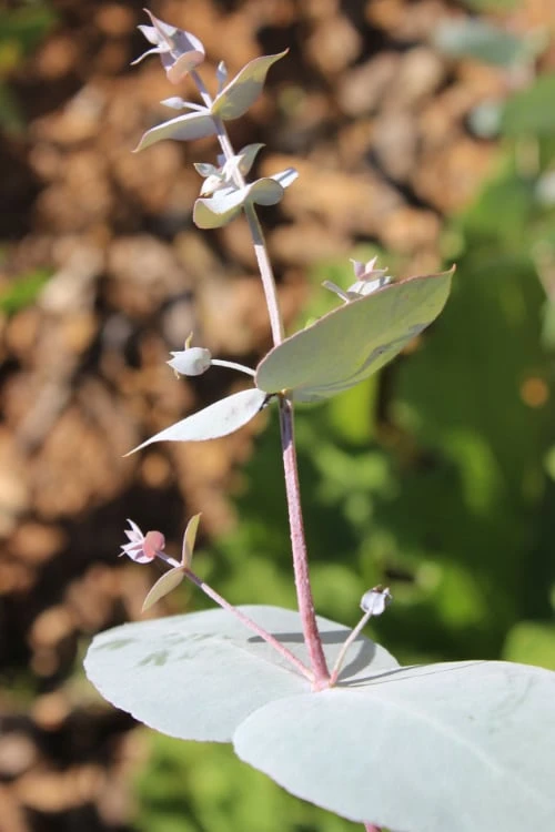 Maggie Cold Hardy Eucalyptus Tree (Eucalyptus Nova Anglica) - Quart Pot - Image 4