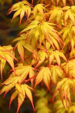 Katsura Japanese Maple - 3 Gallon Pot
