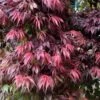 Oregon Sunset Japanese Maple - Acer Palmatum - 5 Gallon Pot