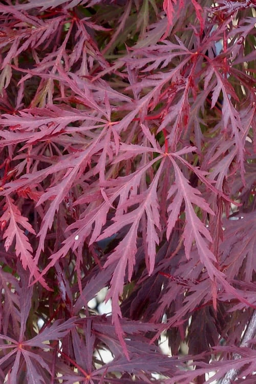 Red Dragon Dwarf Japanese Maple - 3 Gallon Pot - Image 6