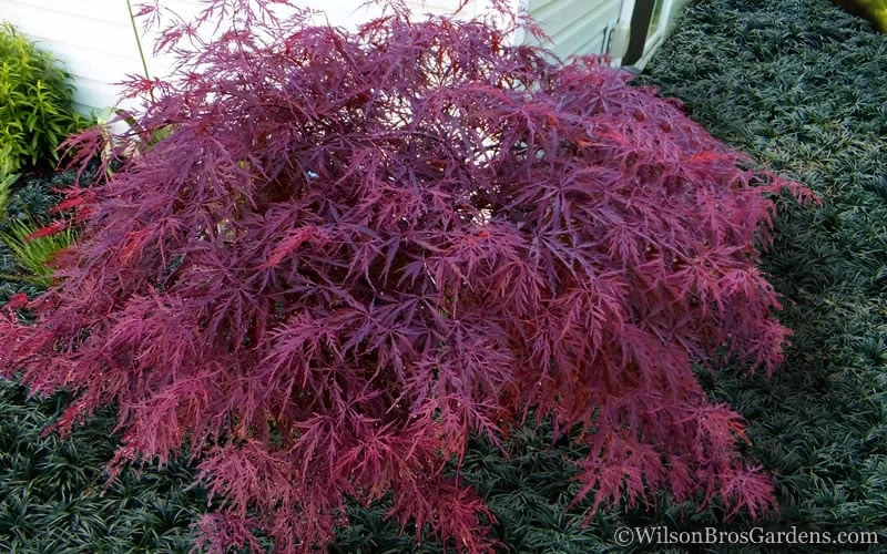 Red Dragon Dwarf Japanese Maple - 3 Gallon Pot - Image 4