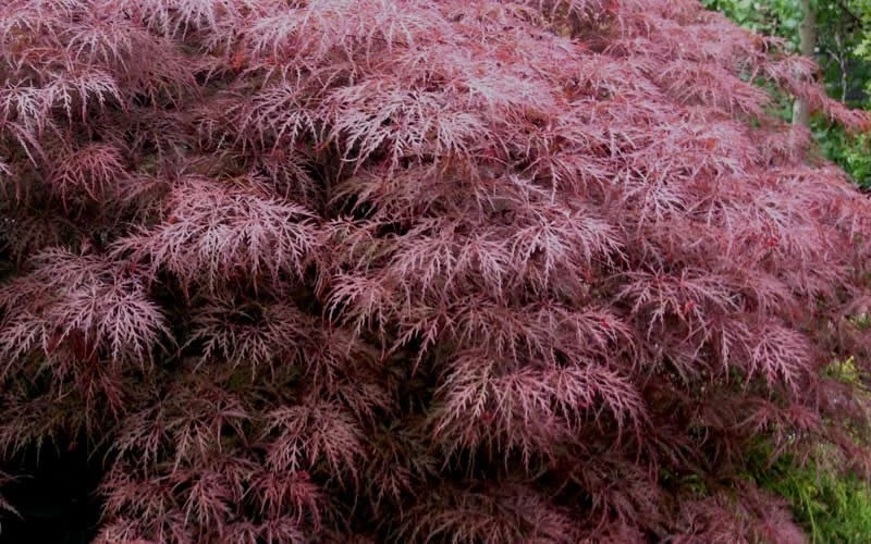 Red Dragon Dwarf Japanese Maple - 3 Gallon Pot - Image 7