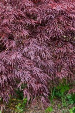 Red Select Laceleaf Japanese Maple - 3 Gallon Pot