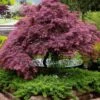 Tamukeyama Dwarf Red Japanese Maple - 2 Gallon Pot
