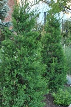 Hetzi Columnar Juniper - 7 Gallon Pot (5-6')