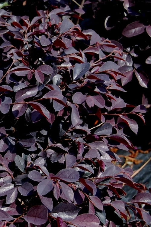 Carolina Midnight Loropetalum - 6 Pack Of 1 Gallon Pots - Image 4