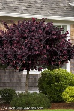 Carolina Midnight Loropetalum - Single Trunk Topiary Tree - 5 Gallon Pot