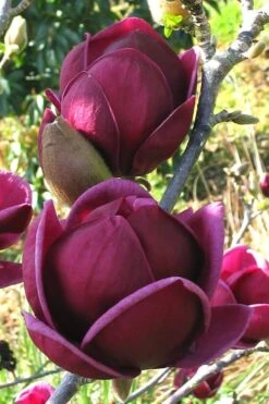 Genie Magnolia Tulip Tree - 5 Gallon Pot