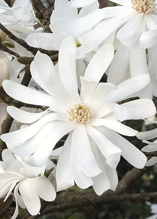Royal Star Magnolia - 2 Gallon Pot - Image 7