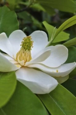 Southern Sweet Bay Swamp Magnolia (M.v. Australis) - 7 Gallon Pot (6-7')
