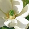 Moonglow Sweetbay Magnolia Tree (Magnolia Virginiana 'Jim Wilson') - 7 Gallon Pot (3-4')