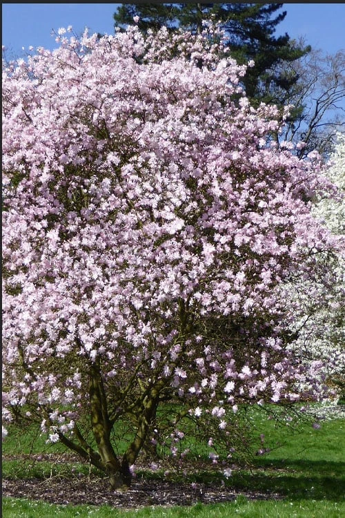 Centennial Blush Star Magnolia - 3 Gallon Pot - Image 4