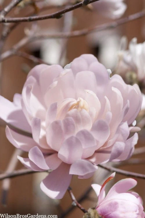 Centennial Blush Star Magnolia - 3 Gallon Pot - Image 6