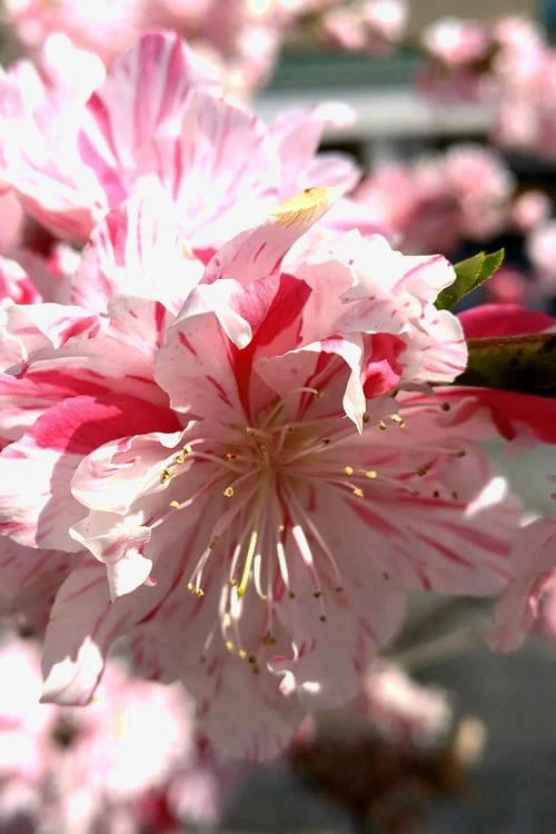Peppermint Flowering Peach Tree - 2 Gallon Pot - Image 6