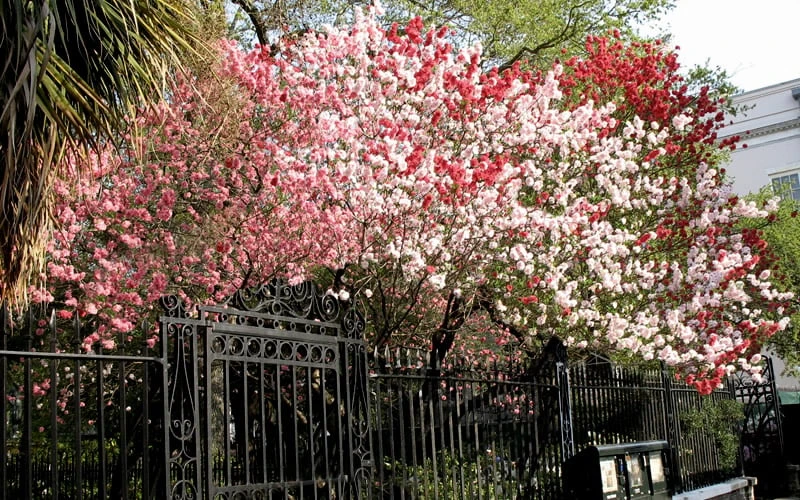 Peppermint Flowering Peach Tree - 2 Gallon Pot - Image 5