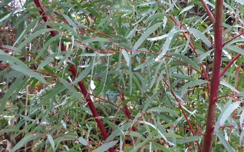Angus Cold Hardy Eucalyptus Tree (Eucalyptus Nicholii) - 5 Gallon Pot - Image 5
