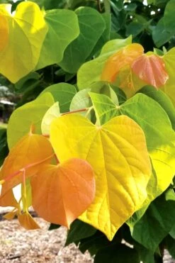 The Rising Sun Redbud Tree - 7 Gallon Pot (4-5')