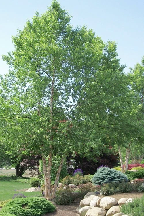 River Birch Tree (Betula Nigra) - 3 Gallon Pot (Multi Trunk)