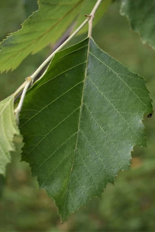 River Birch Tree (Betula Nigra) - 3 Pack Of 1.5 Quart Pots - Image 5