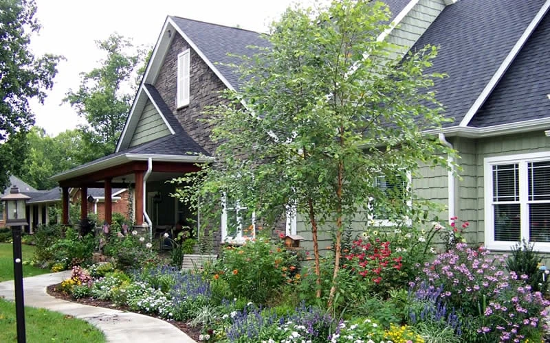 River Birch Tree (Betula Nigra) - 3 Pack Of 1.5 Quart Pots - Image 6