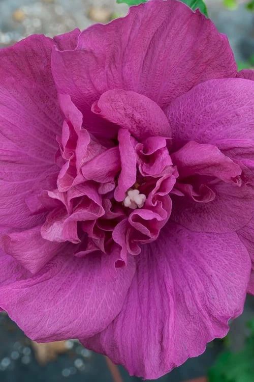 Magenta Chiffon Rose Of Sharon (Hibiscus Syriacus) - 5 Gallon Pot - Image 7