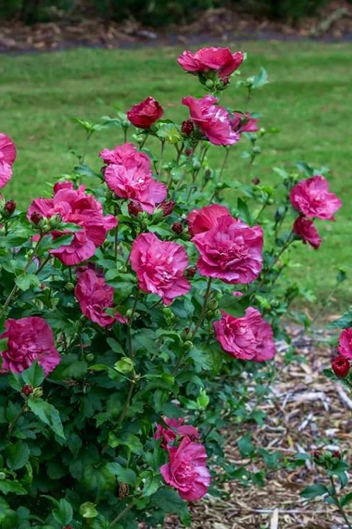Magenta Chiffon Rose Of Sharon (Hibiscus Syriacus) - 5 Gallon Pot - Image 6