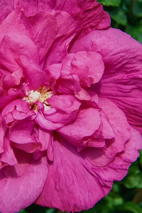 Magenta Chiffon Rose Of Sharon (Hibiscus Syriacus) - 5 Gallon Pot - Image 5