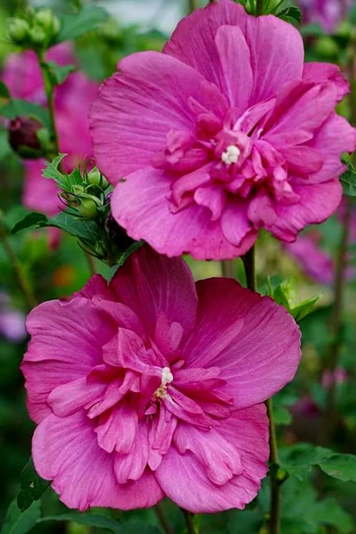 Magenta Chiffon Rose Of Sharon (Hibiscus Syriacus) - 5 Gallon Pot - Image 4