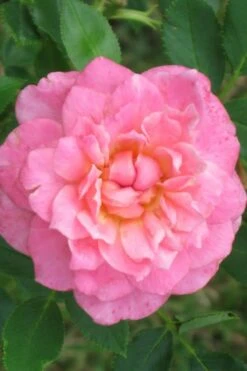 Sunrosa Fragrant Pink Dwarf Shrub Rose - 1 Gallon Pot