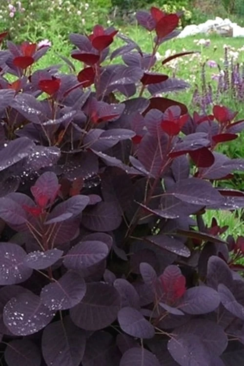 Royal Purple Smoke Tree (Smokebush) - 5 Gallon Pot - Image 5
