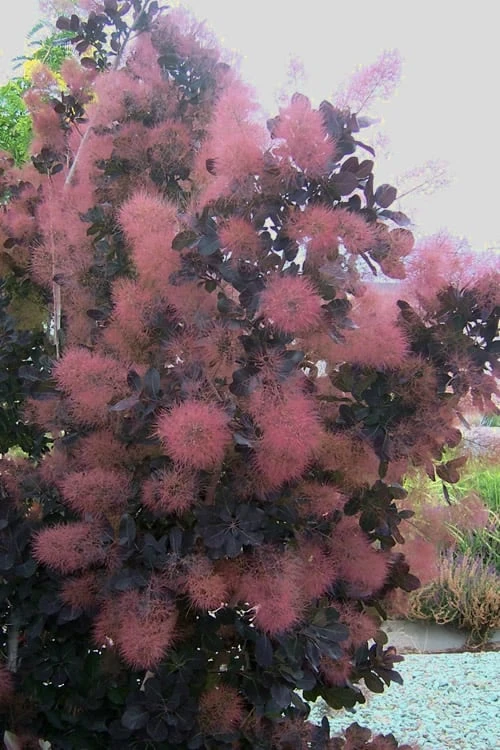 Royal Purple Smoke Tree (Smokebush) - 5 Gallon Pot - Image 4