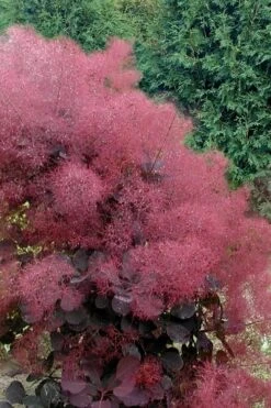 Royal Purple Smoke Tree (Smokebush) - Cotinus Coggygria - 1 Gallon Pot
