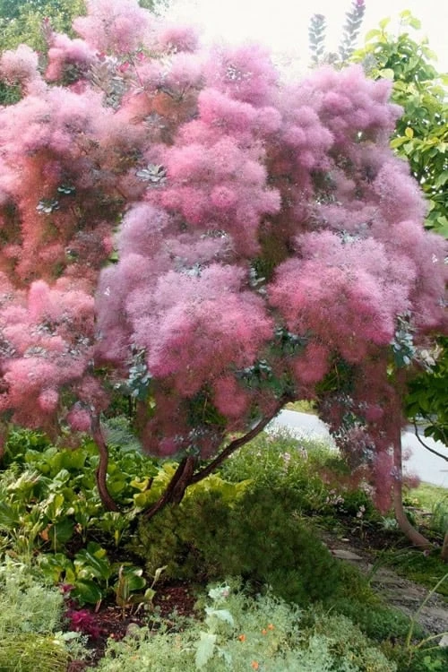 Grace Pink Flowering Smoke Tree - 3 Gallon Pot - Image 4