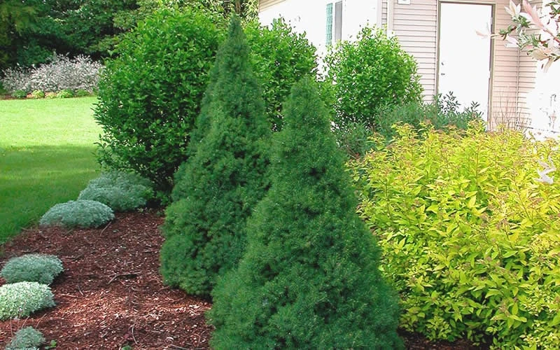 Dwarf Alberta Spruce - 5 Gallon Pot - Image 6