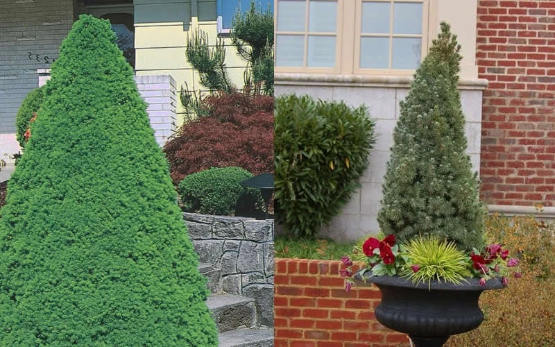 Dwarf Alberta Spruce - 5 Gallon Pot - Image 5