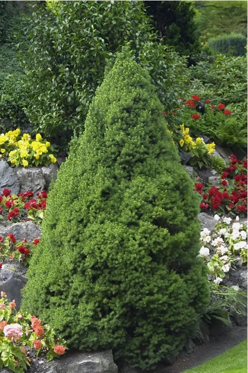 Dwarf Alberta Spruce - 3 Gallon Pot