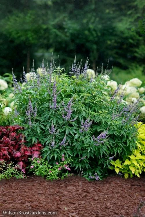 Blue Diddley Dwarf Chaste Tree - Vitex Agnus-castus - 3 Gallon Pot - Image 4