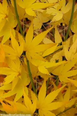 Aoyagi Japanese Maple (Ukon) - 5 Gallon Pot