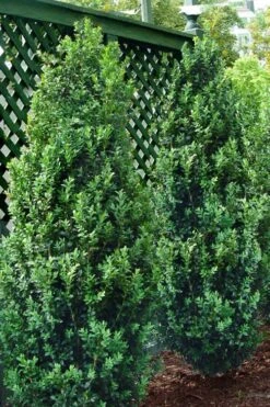 Green Tower Boxwood - 3 Gallon Pot