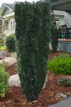 Upright Japanese Plum Yew - Cephalotaxus Harringtonia 'Fastigiata' - 1 Gallon Pot