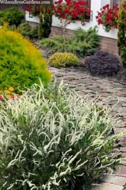 Summer Sparkler Summersweet (Clethra) - 1 Gallon Pot