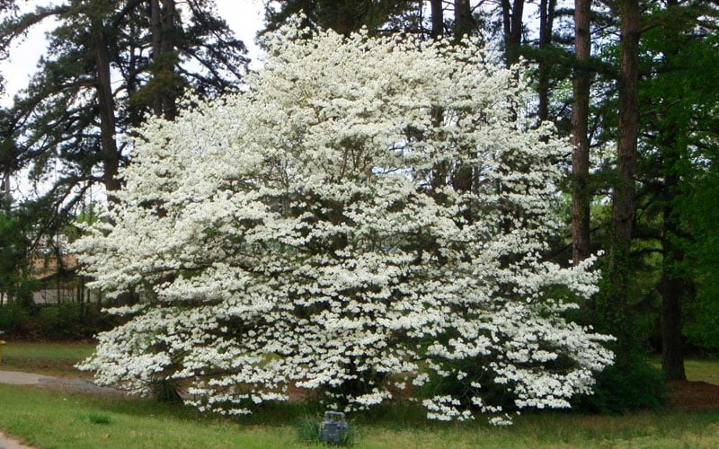 Native White Flowering Dogwood (Cornus Florida) - 3 Gallon Pot - Image 4