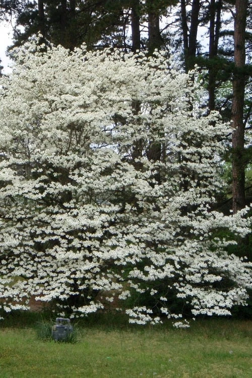 Native White Flowering Dogwood (Cornus Florida) - 3 Gallon Pot - Image 10