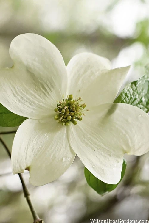 Native White Flowering Dogwood (Cornus Florida) - 3 Gallon Pot - Image 9