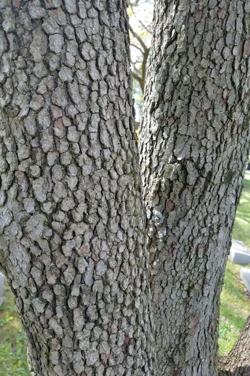 Native White Flowering Dogwood (Cornus Florida) - 3 Gallon Pot - Image 7